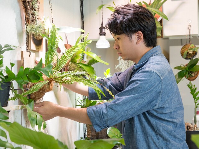 観葉植物のお手入れ